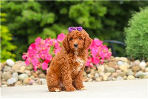 Ballerina - puppy for sale