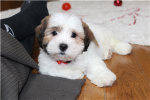 Camilla - Shichon for sale