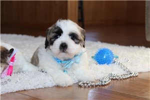 Carlton - Shichon for sale