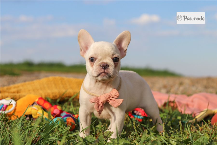 Betsy - French Bulldog for sale