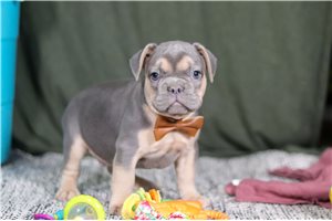 Toby - puppy for sale