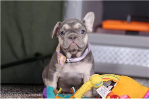 Tonya - puppy for sale