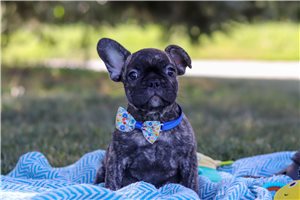 Tyrese - puppy for sale
