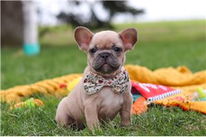 Vivian - French Bulldog for sale
