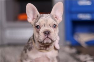 Tori - puppy for sale