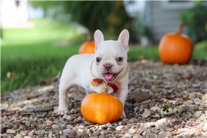 Betsy - puppy for sale