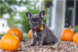 Chelsea - puppy for sale