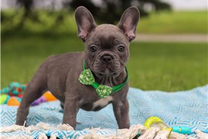 Akiro - puppy for sale