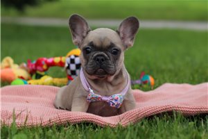 Alexia - puppy for sale