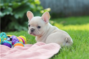 Laika - French Bulldog, placed in Akron / Canton