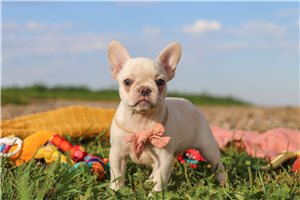 Betsy - French Bulldog for sale