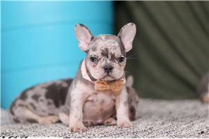Simone - French Bulldog for sale