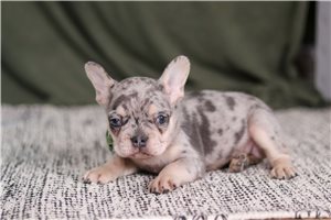 Shawn - puppy for sale