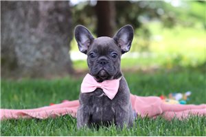 Vayda - French Bulldog for sale