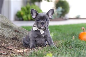 Cookie - puppy for sale