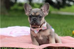 Alaya - French Bulldog, placed in Akron / Canton