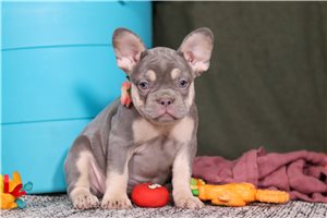 Tyra - puppy for sale