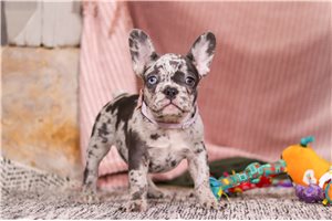 Rory - puppy for sale