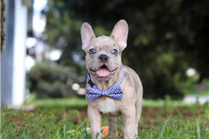 Alden - French Bulldog, placed in Akron / Canton
