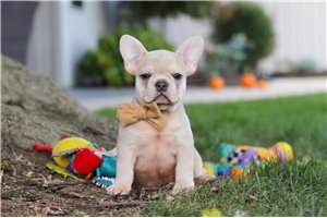 Bryson - French Bulldog for sale