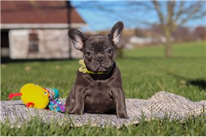 Reese - puppy for sale