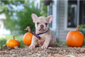 Bryson - French Bulldog for sale
