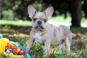 Albert - puppy for sale