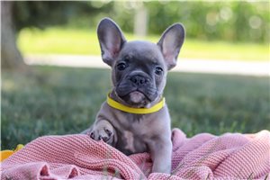 Tony - puppy for sale