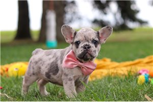 Viola - puppy for sale