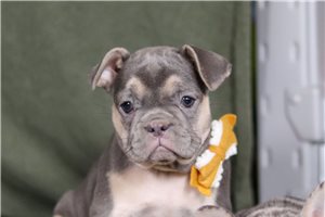 Tiana - French Bulldog for sale
