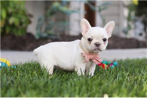 Betsy - French Bulldog for sale