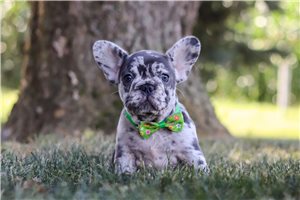 Tracker - puppy for sale