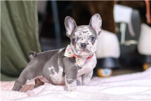 Raya - puppy for sale