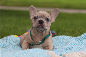 Alexia | Puppies For Sale at Pawrade