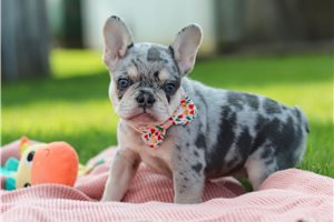Lady - French Bulldog, placed in Akron / Canton