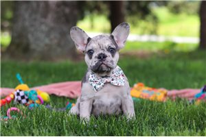 Viola - French Bulldog for sale