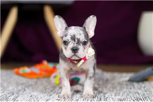 Simone - puppy for sale