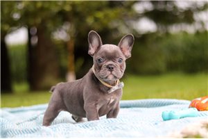 Arkin - French Bulldog for sale