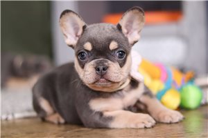 Skye - puppy for sale