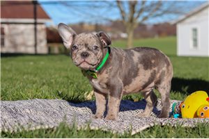Quartz - Frenchton for sale