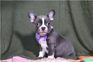 Quartney - Frenchton for sale