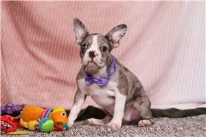 Qamra - Frenchton for sale