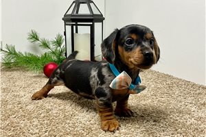 Clark - Dachshund, Mini for sale