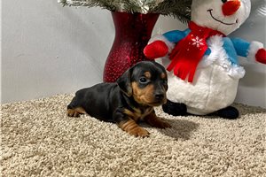 Clement - Dachshund, Mini for sale