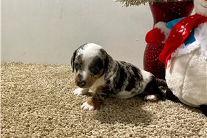 Charm - Dachshund, Mini for sale