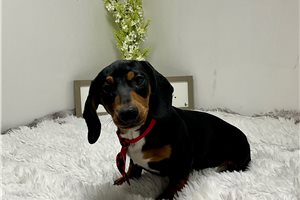 Boston - Dachshund, Tweenie for sale