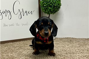 Bastian - Dachshund, Tweenie for sale
