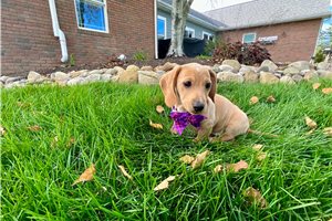 Grace - puppy for sale