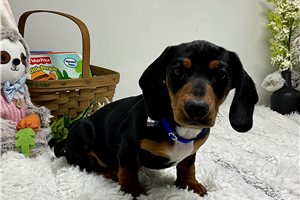 Boston - Dachshund, Tweenie for sale
