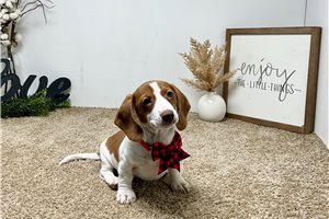 Addison - Dachshund, Tweenie for sale